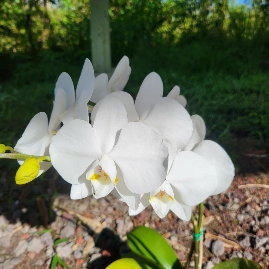 Hoomaikai Blessings Bed & Breakfast Keaau Екстериор снимка
